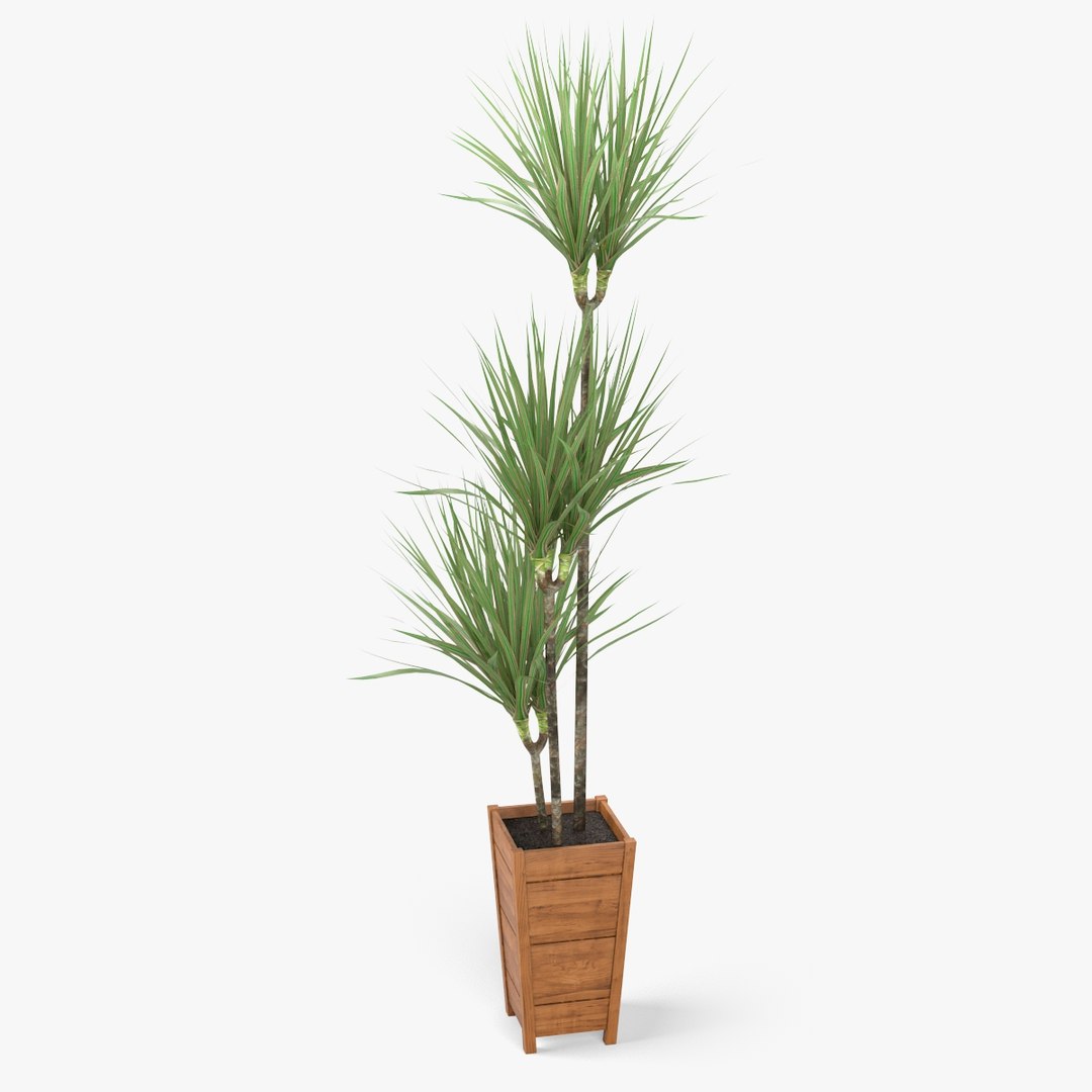 3d model dracaena marginata plant https://p.turbosquid.com/ts-thumb/MM/yUm6L0/pfTJRFQa/nmodel_02_55_02/jpg/1401106129/1920x1080/fit_q87/0f8d6da8aa3e8a87e46f1f9d062bb5e6e35baf3d/nmodel_02_55_02.jpg