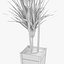 3d model dracaena marginata plant
