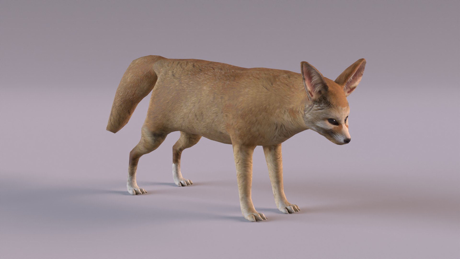 3D Fennec fox model https://p.turbosquid.com/ts-thumb/MN/CKujTy/hC/fennecfox_0012/jpg/1672083986/1920x1080/fit_q87/8bd5e076ec877504ebf29523147ee2228ea3969a/fennecfox_0012.jpg