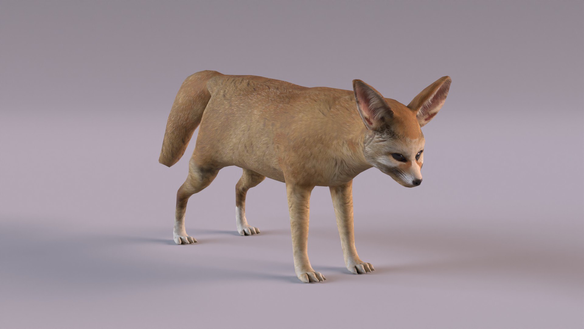 3D Fennec fox model https://p.turbosquid.com/ts-thumb/MN/CKujTy/hf/fennecfox_0011/jpg/1672083985/1920x1080/fit_q87/02b25250ee9411f7a8b2b0281b61f5cd34dd9d65/fennecfox_0011.jpg