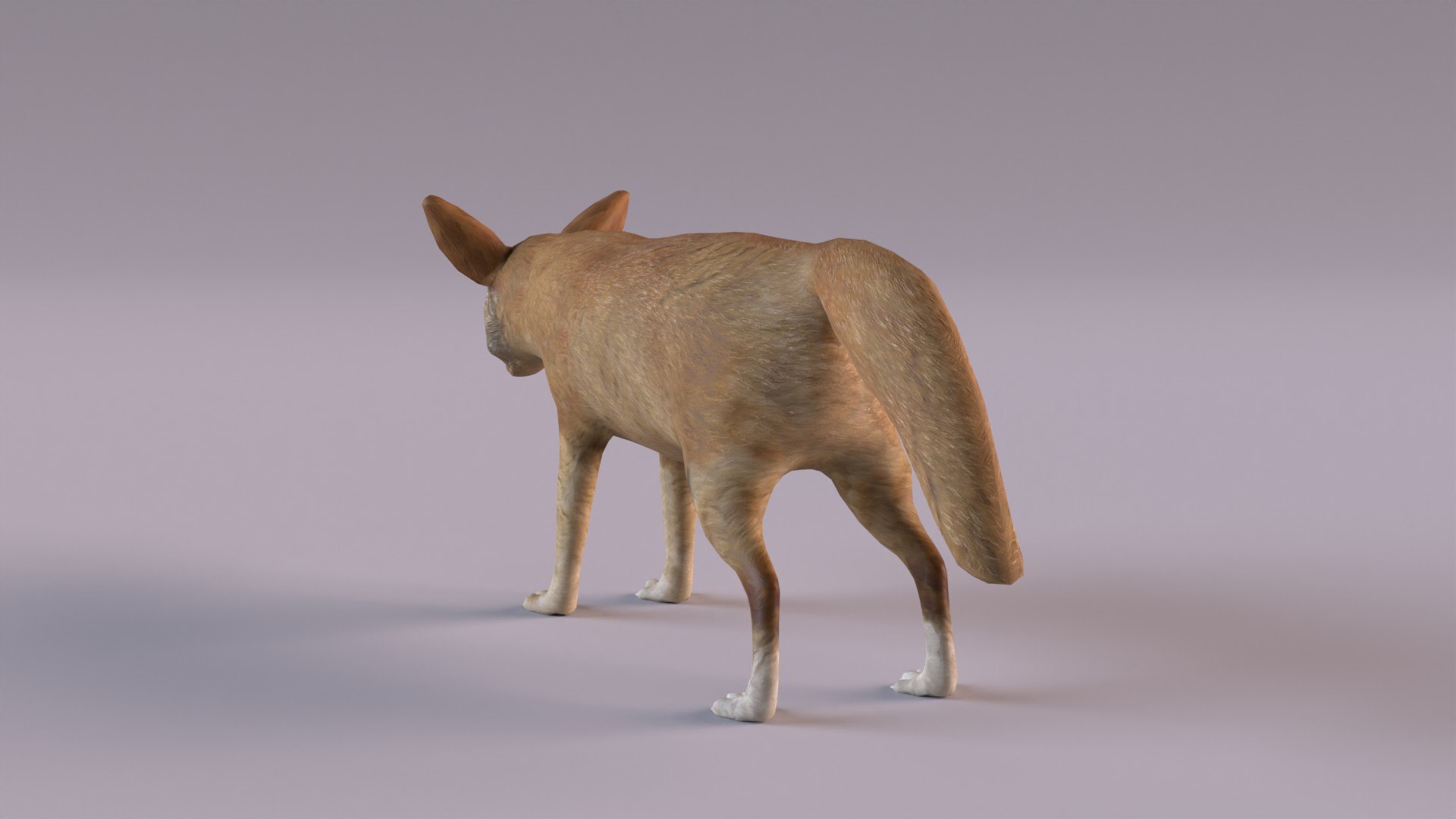 3D Fennec fox model https://p.turbosquid.com/ts-thumb/MN/CKujTy/kp/fennecfox_0006/jpg/1672083983/1920x1080/fit_q87/d768423bfddc8e3d18b91f59b1c3736c5f9416ef/fennecfox_0006.jpg