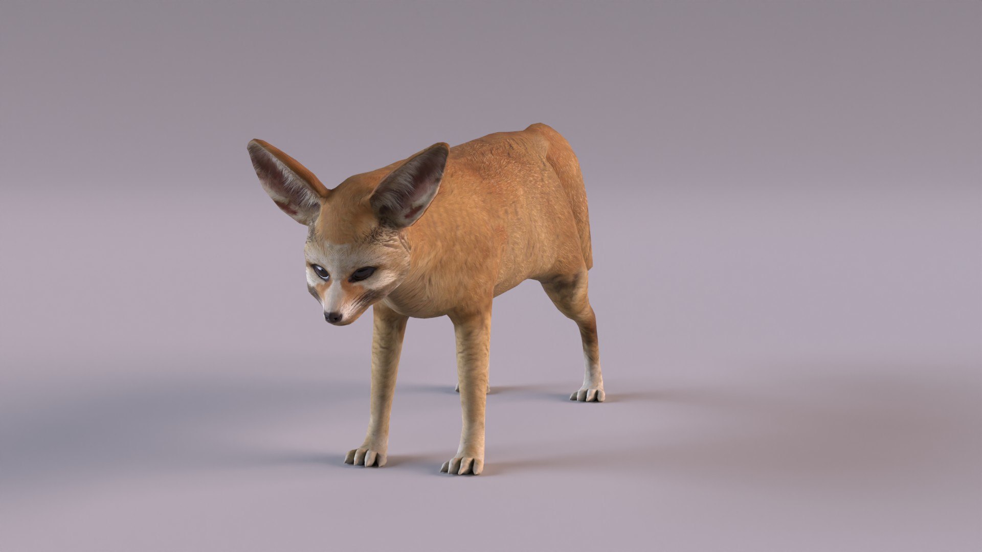 3D Fennec fox model https://p.turbosquid.com/ts-thumb/MN/CKujTy/o8/fennecfox_0009/jpg/1672083984/1920x1080/fit_q87/c4019fd3775def5df282aeaa5f97e18a320a3775/fennecfox_0009.jpg