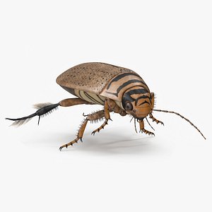 Aquatic Beetle Beige Floating