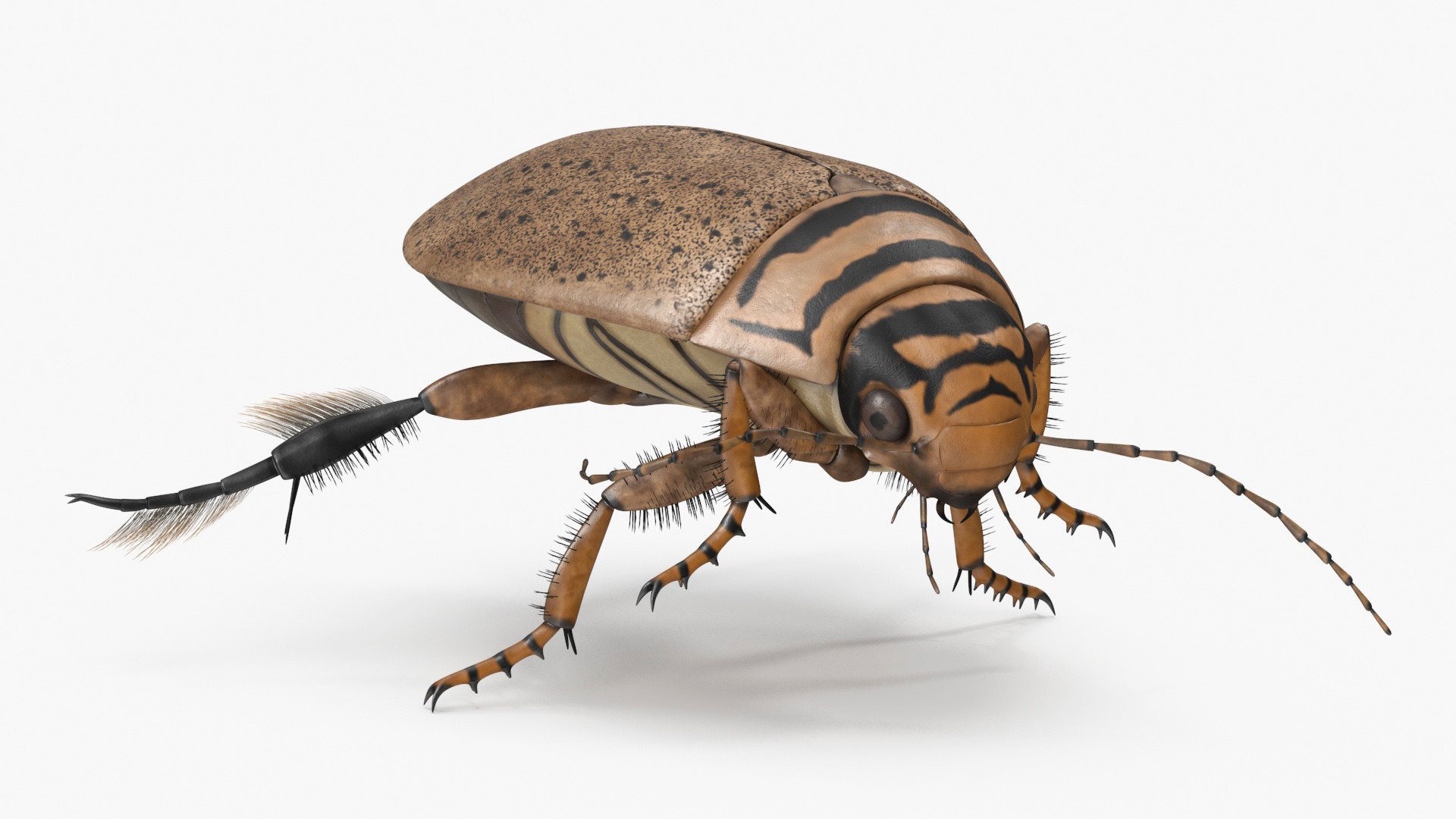 Aquatic Beetle Beige Floating 3D model preview