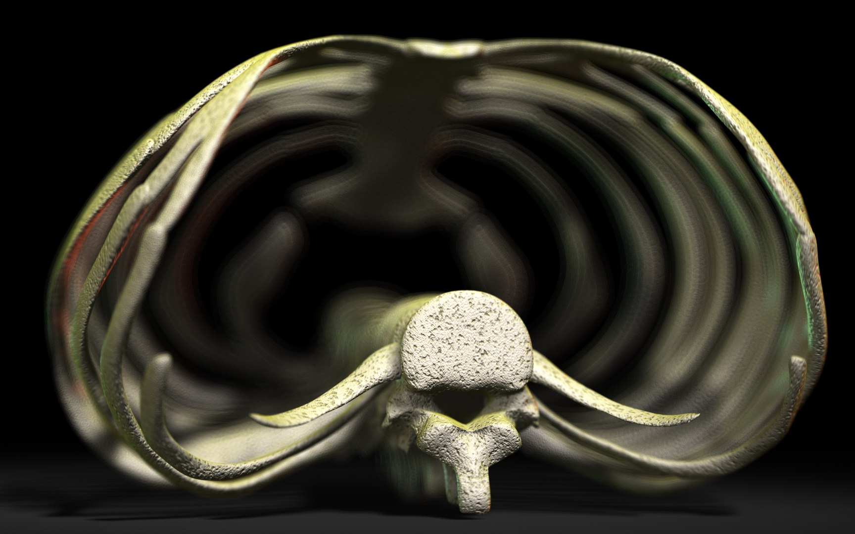 Rib Cage Scanline 3D - TurboSquid 1992498