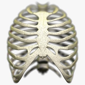 Rib Cage Scanline
