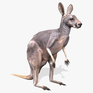 Kangaroo Animated