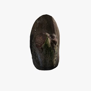 Anydrafts Cinnamomum burmannii Burl 01