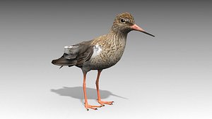 redshank 3D model