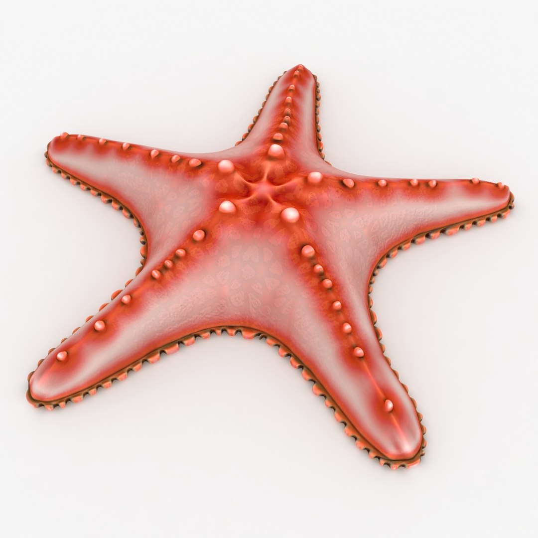 3d model sea star 2 https://p.turbosquid.com/ts-thumb/MN/nqD9Vp/5MKguRfU/seastar_rr_02/jpg/1484824417/1920x1080/fit_q87/60150bed10a081384e98110428915585add2fcc2/seastar_rr_02.jpg