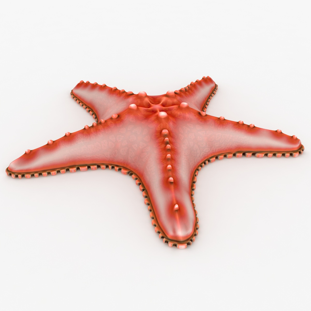3d model sea star 2 https://p.turbosquid.com/ts-thumb/MN/nqD9Vp/P3FLAV6a/seastar_diffusemapb/jpg/1484824425/1920x1080/turn_fit_q99/5b22b9d5a30ab118840b3f63b9adba04b95d7b9c/seastar_diffusemapb-1.jpg