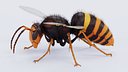 Asian Giant Hornet