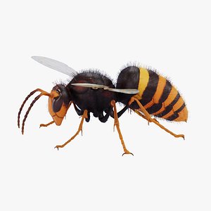 Asian Giant Hornet