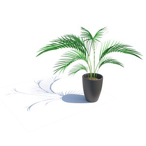 Palm plant 3D