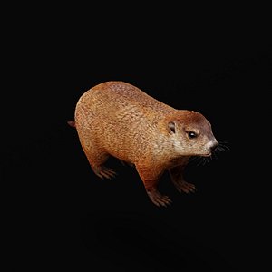Groundhog Woodchuck 3D
