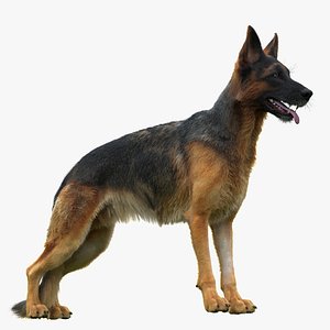 3D German Shepherd model