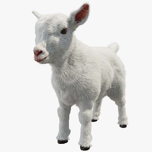 White Baby Goat 3D