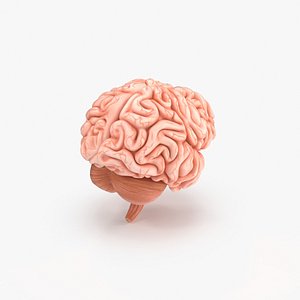 3d human brain model