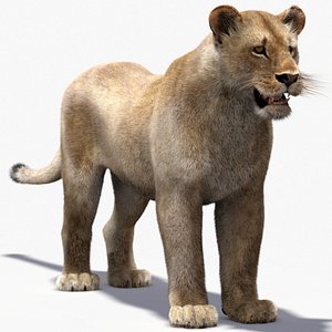 3d lioness fur