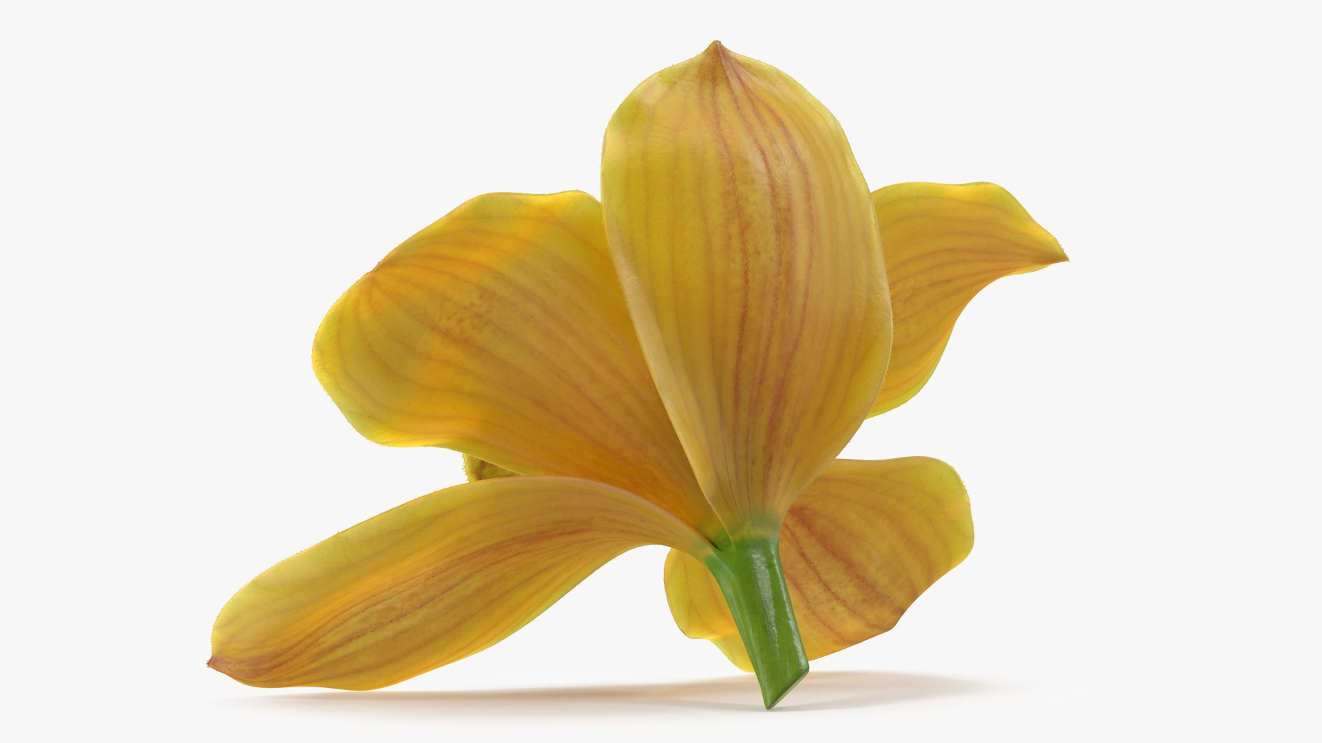 3D model Cymbidium Hybrid Orchid Yellow Fur - TurboSquid 1832896