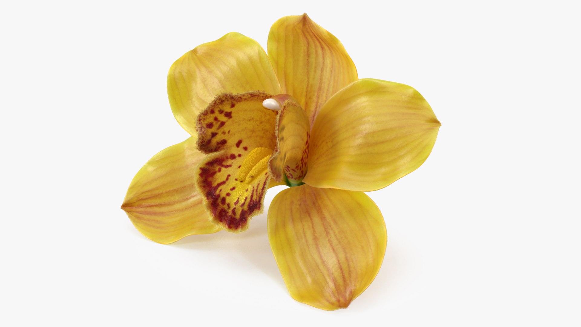 Cymbidium Hybrid Orchid Yellow Fur 3D model preview