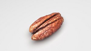 Pecan Nut 3D model
