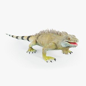 Iguana model