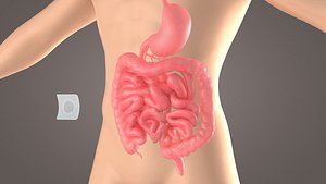 Stomach patch magnetic patch  animation  dissection  medical