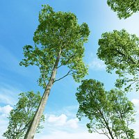Beech tree (Fagus sylvatica 1)