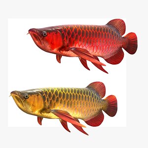 Arowana Fishes