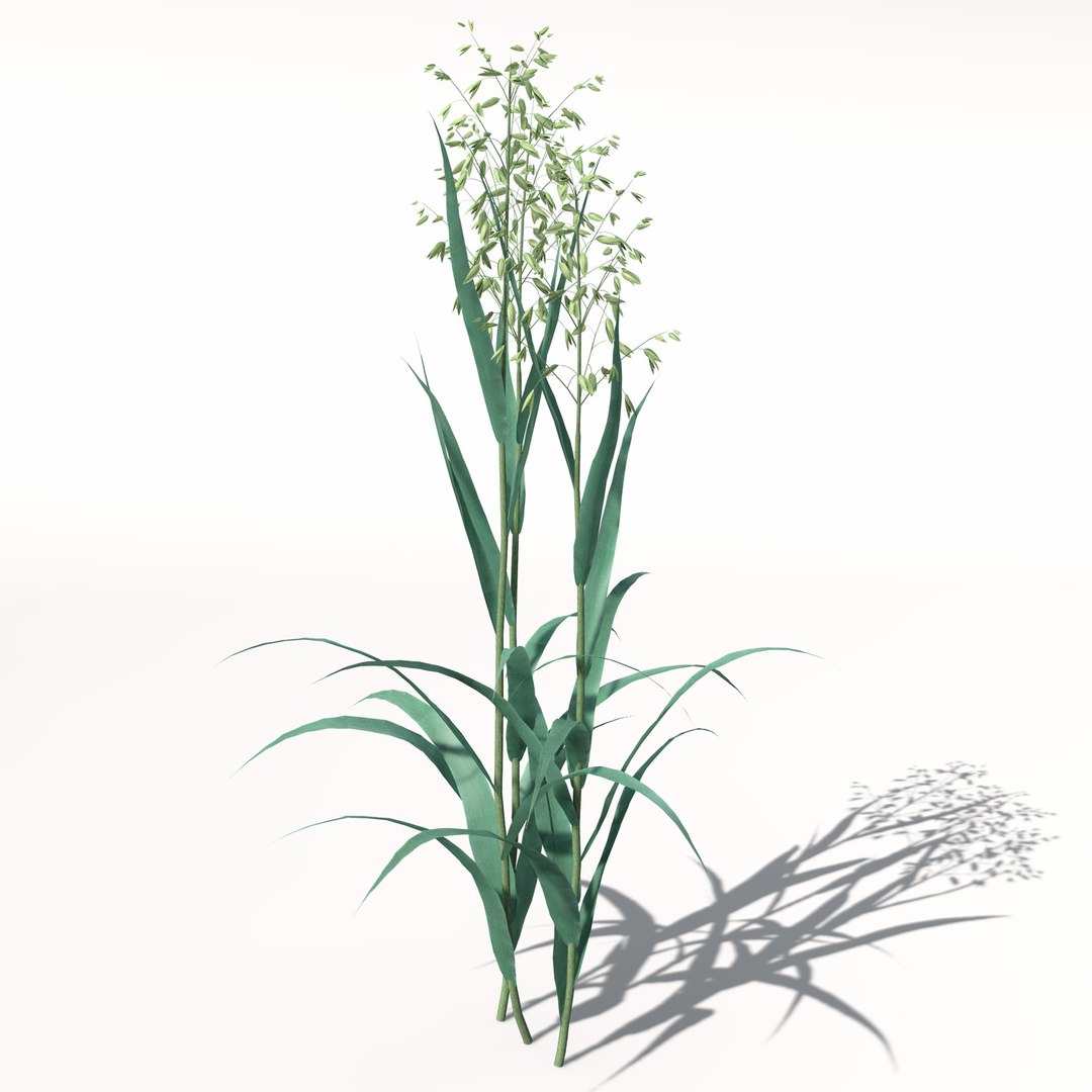 xfrogplants oats obj https://p.turbosquid.com/ts-thumb/MO/Ss6Vve/AVIIiodQ/ag01oats6/jpg/1462489708/1920x1080/fit_q87/b0a5c5065e6351a92697d3c47b80ac496f1addb2/ag01oats6.jpg