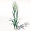 XfrogPlants Oats
