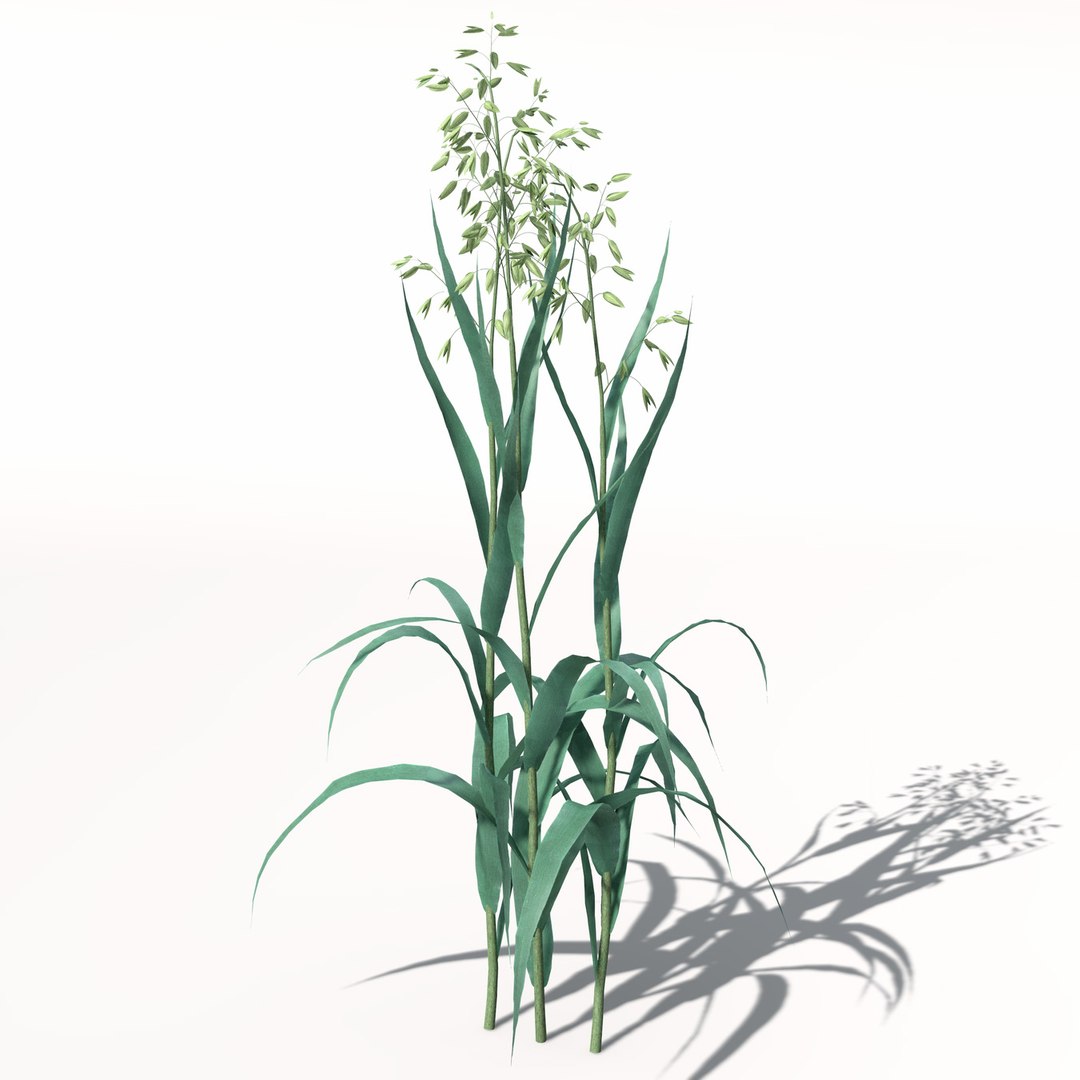 xfrogplants oats obj https://p.turbosquid.com/ts-thumb/MO/Ss6Vve/FZzBAw6w/ag01oats5/jpg/1462489708/1920x1080/fit_q87/3fa9c4c43c95e2db4535c3af4ba4c79999b3b9ae/ag01oats5.jpg
