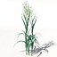 XfrogPlants Oats
