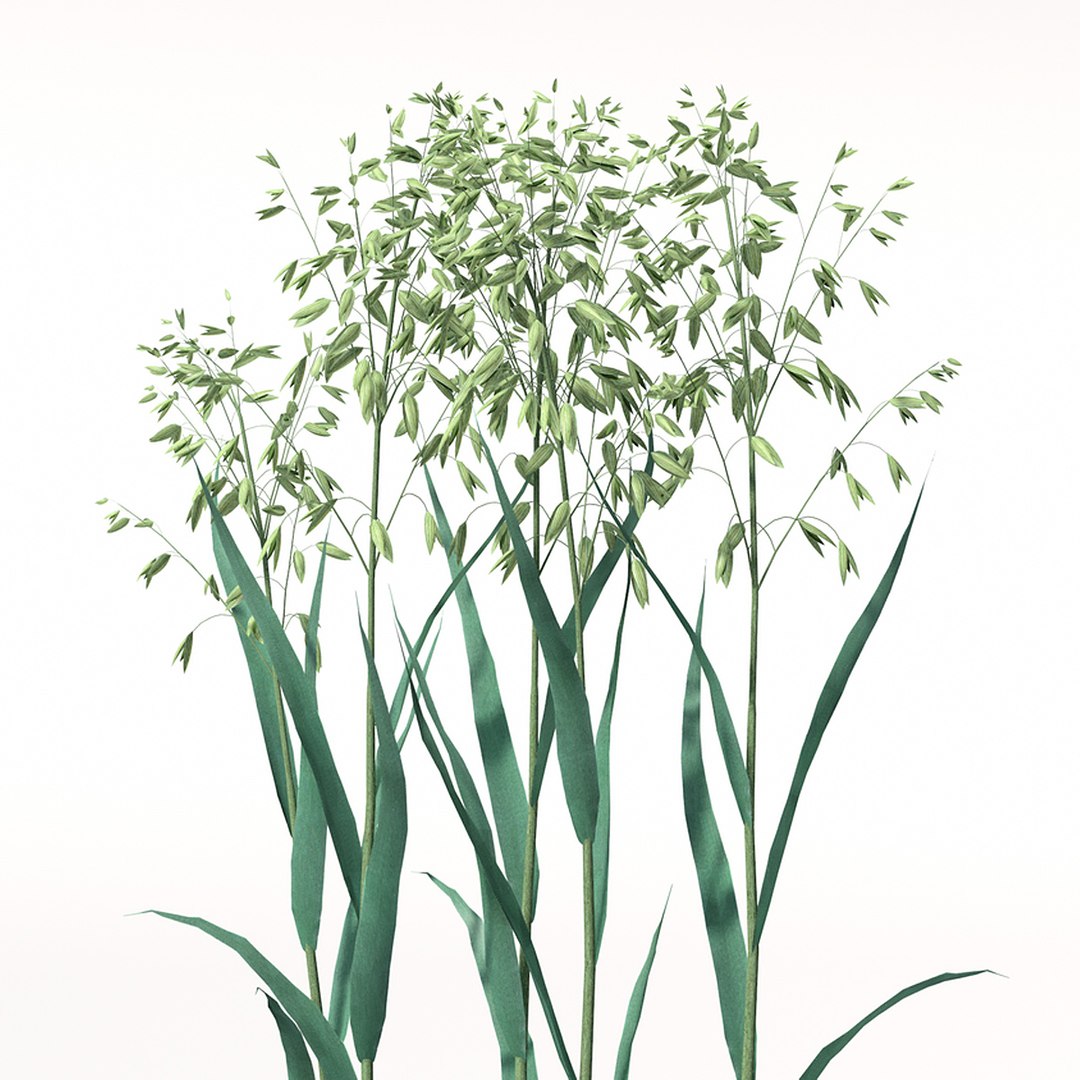 xfrogplants oats obj https://p.turbosquid.com/ts-thumb/MO/Ss6Vve/HlRkuIz8/ag01_perspective_0008_zoom/jpg/1342637625/1920x1080/fit_q87/b83e4b0c62932312c9d0eeed68129cb7215e05c4/ag01_perspective_0008_zoom.jpg