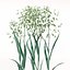 XfrogPlants Oats