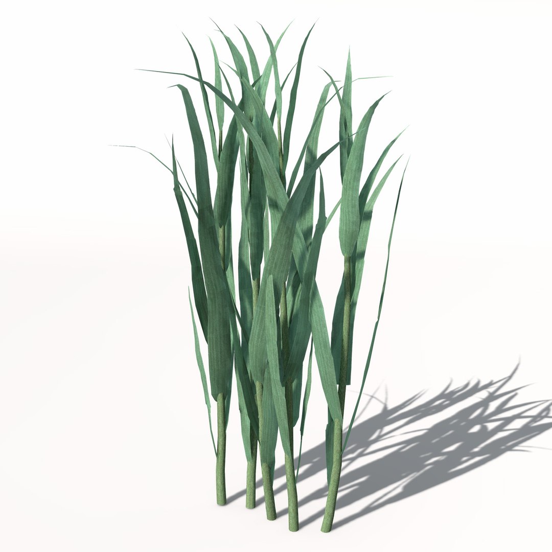 xfrogplants oats obj https://p.turbosquid.com/ts-thumb/MO/Ss6Vve/L6MYn5p8/ag01oats3/jpg/1462489708/1920x1080/fit_q87/81ae481d7478404e47be2c43c2dd099be731e0f9/ag01oats3.jpg