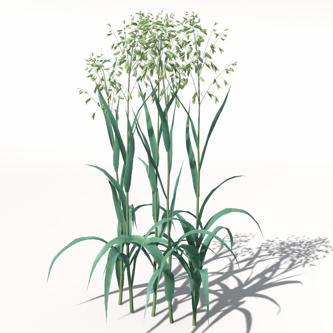 xfrogplants oats obj https://p.turbosquid.com/ts-thumb/MO/Ss6Vve/R7k0qgaK/ag01oats8/jpg/1462489708/1920x1080/fit_q87/2a2a2e76a74285eb1d72b225629f9c4d7f96674b/ag01oats8.jpg