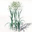 XfrogPlants Oats