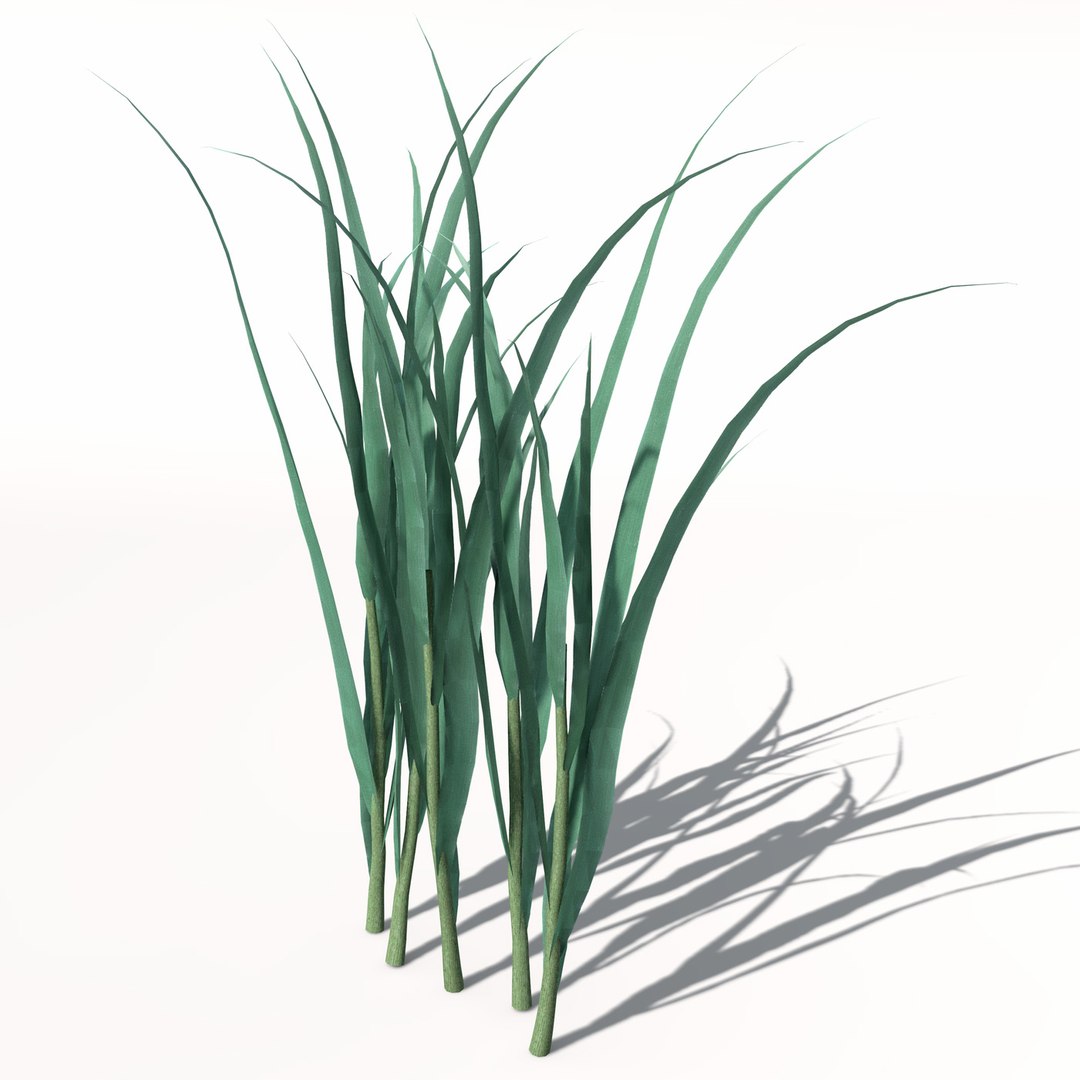 xfrogplants oats obj https://p.turbosquid.com/ts-thumb/MO/Ss6Vve/a0XKnx1A/ag01oats2/jpg/1462489708/1920x1080/fit_q87/c25c7ff7a80841d0c6310720313e6a7be2ab9fa8/ag01oats2.jpg