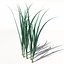XfrogPlants Oats