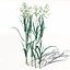 XfrogPlants Oats