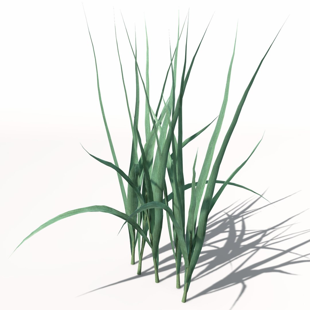 xfrogplants oats obj https://p.turbosquid.com/ts-thumb/MO/Ss6Vve/kYEDLmIw/ag01oats1/jpg/1462489372/1920x1080/fit_q87/f21245330d284fbb98657aebee1982ab16f12e07/ag01oats1.jpg