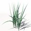 XfrogPlants Oats