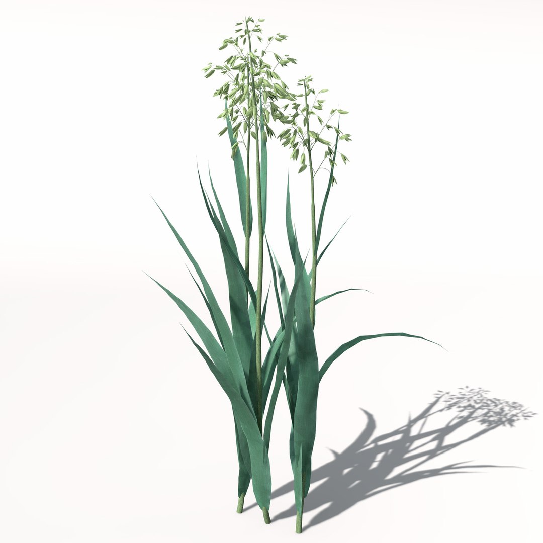 xfrogplants oats obj https://p.turbosquid.com/ts-thumb/MO/Ss6Vve/pWkea2nO/ag01oats4/jpg/1462489708/1920x1080/fit_q87/b99c9abecbb52a9c2e1af775cf0325121f709e37/ag01oats4.jpg