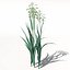 XfrogPlants Oats