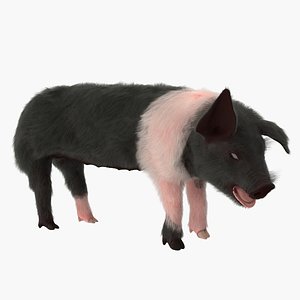 Hampshire Pig Piglet with Fur Rigged 3D Model