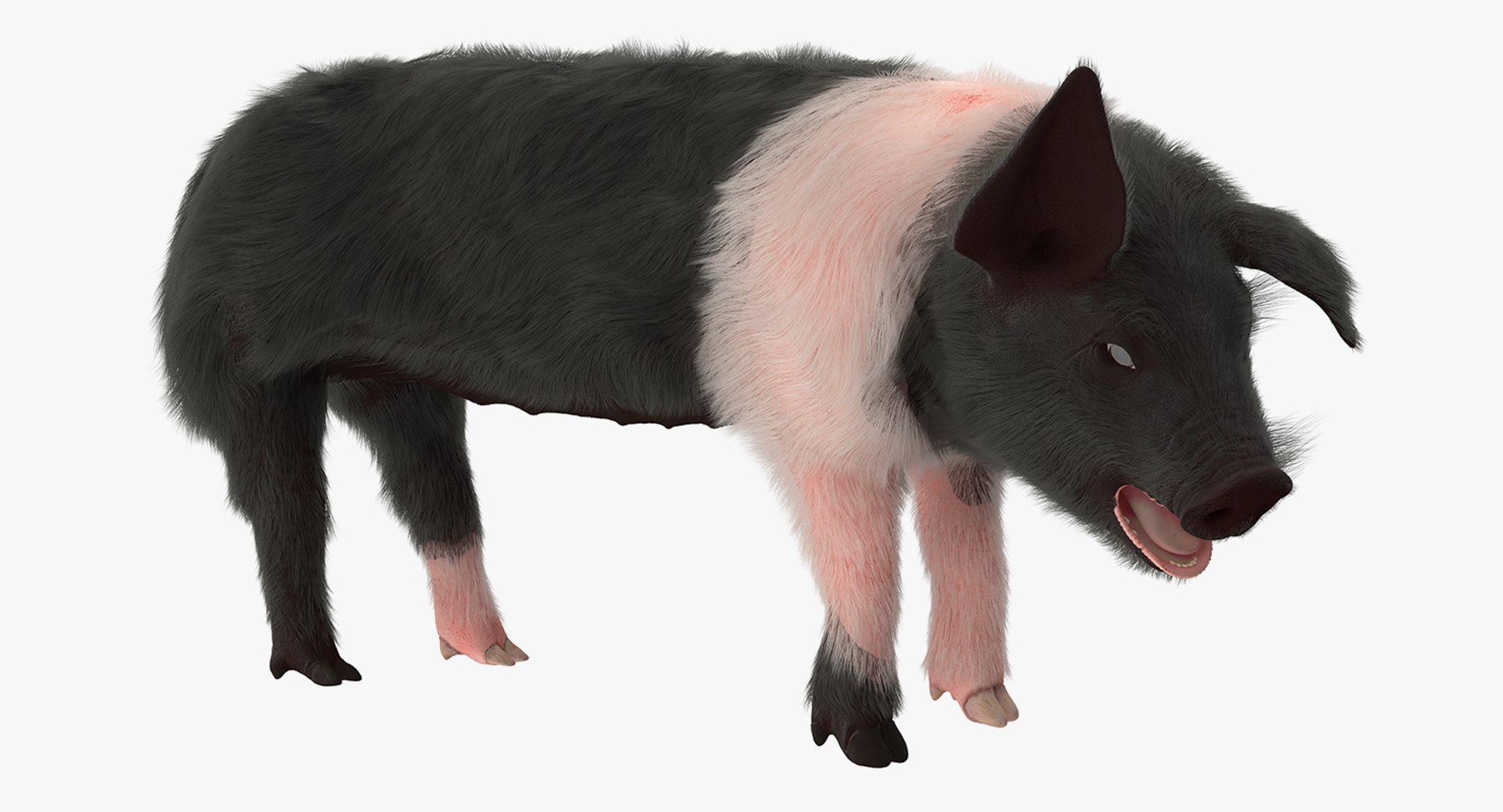 Hampshire Pig Piglet with Fur Rigged 3D Model 3D model preview