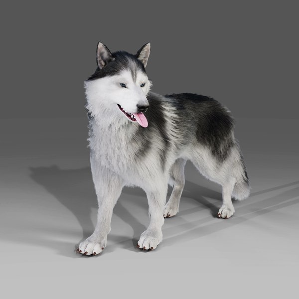 Fur Husky Rigged in Blender 3D