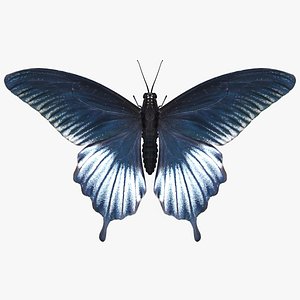 3D realistic papilio rumanzovia butterfly